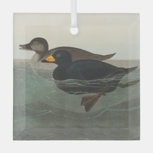 Adorno De Cristal Audubon American Scoter Duck Classic