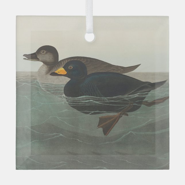 Adorno De Cristal Audubon American Scoter Duck Classic (Anverso)