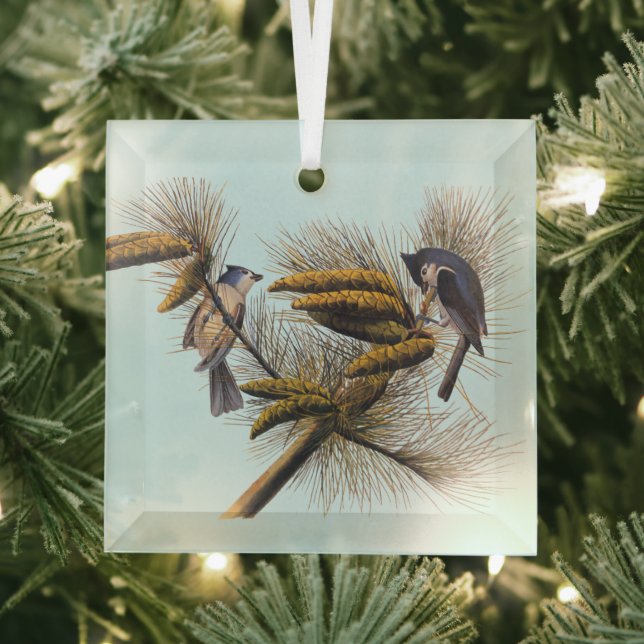 Adorno De Cristal Aves Audubon de timortero en árbol de pino (in situ)