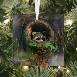 Adorno De Cristal Bosques   Raccoon Peeking