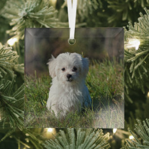 Adorno De Cristal Cachorro blanco adorable