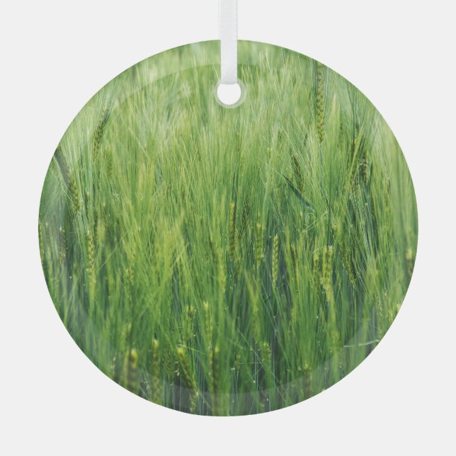 Adorno De Cristal Campo de cebada verde, cierre de primavera. (Anverso)