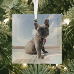 Adorno De Cristal Cutest Baby Animals French Bulldog Boating