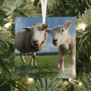 Adorno De Cristal Cutest Baby Animals   Newborn Lamb & Mama