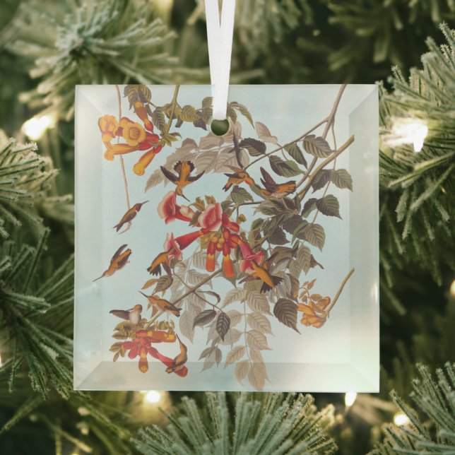 Adorno De Cristal El rubí tropical de Audubon rotó los colibríes (in situ)