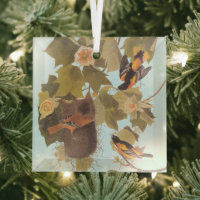 Familia Baltimore Oriole Audubon con nido
