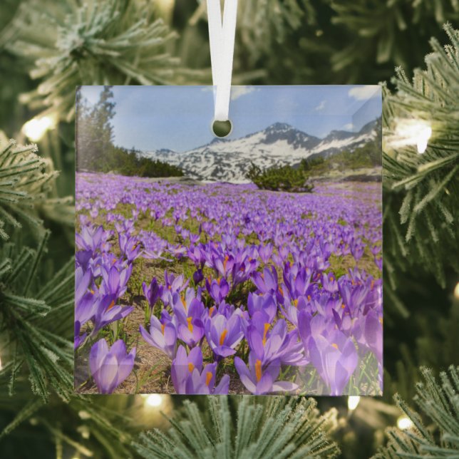 Adorno De Cristal Flores | Crocus Pirin Mountain Park Bulgaria (in situ)