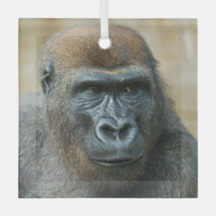 Adorno De Cristal Gorilas Brothers - GoBros