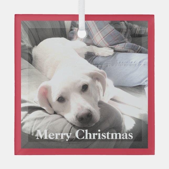 Adorno De Cristal Perro picante blanco lindo con papá en rojo sofá (Anverso)