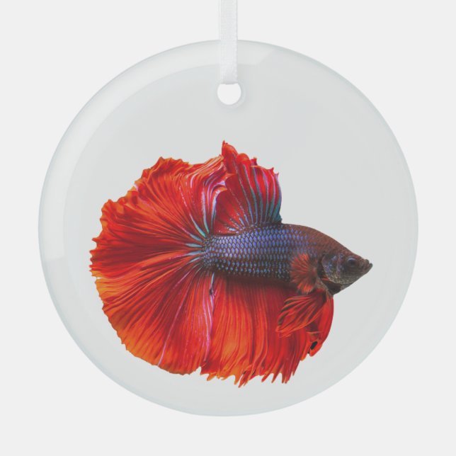 Adorno De Cristal Pez Betta de cola roja flotante (Anverso)