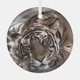 Adorno De Cristal Tigre de Ranthambore: arte de primera mano.