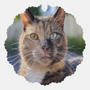 Adorno De Papel Añadir Personalizar de fotos de gato