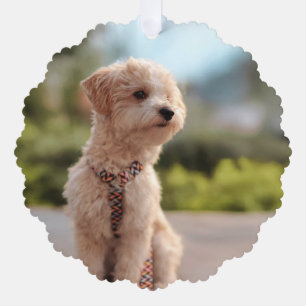 Adorno De Papel Crea tu propia foto personalizada de tu mascota
