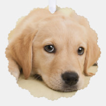 Crea tu propia foto personalizada de tu mascota