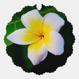 Adorno De Papel Fotografía de Flor de Plumeria