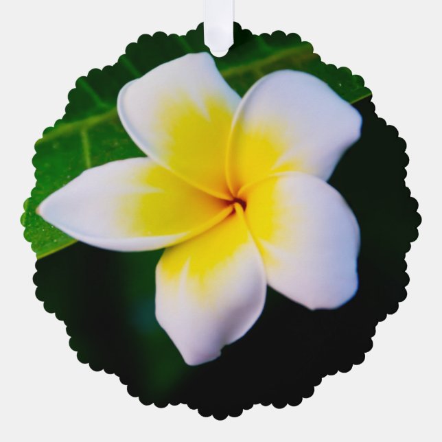 Adorno De Papel Fotografía de Flor de Plumeria (Anverso)