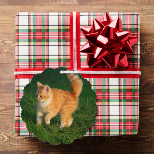 Adorno De Papel Ornamento de fotos de Cute Ginger Kitten