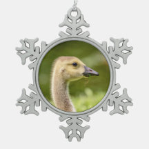 Ganso Canadiense (Gosling)