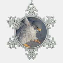 Halcón Peregrino a lo largo del río Hudson