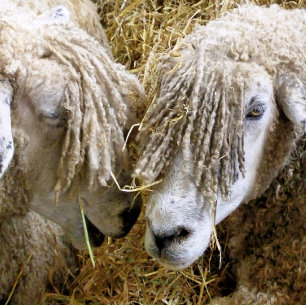ADORNO DE PELTRE TIPO COPO DE NIEVE OVEJAS
