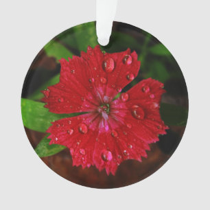 Adorno Dianthus rojo con gotas de lluvia