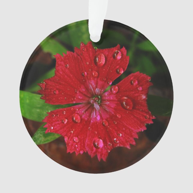 Adorno Dianthus rojo con gotas de lluvia (Anverso)