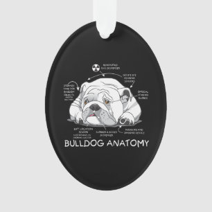 Adorno Divertido Bulldog inglés anatomía biología de p
