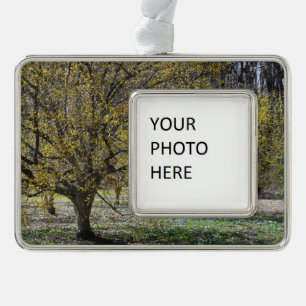 Adorno Dogwood de cerezo corneliano y gloria de la nieve