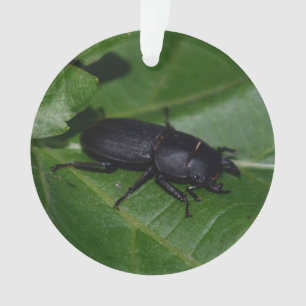 Adorno Dorcus parallelipipedus , el escarabajo de menor t