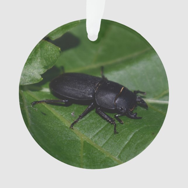 Adorno Dorcus parallelipipedus , el escarabajo de menor t (Anverso)