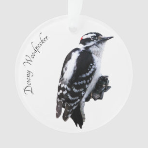 Adorno Downy Woodpecker