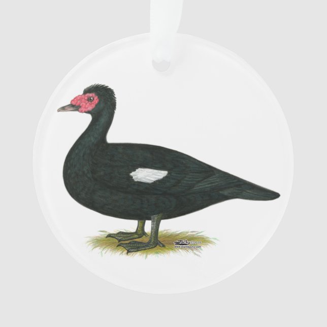 Adorno Drake negro Muscovy (Anverso)