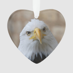 Adorno Eagle_2015_0201
