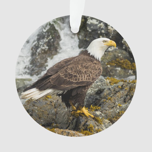 Adorno Eagle calvo orgulloso (Anverso)