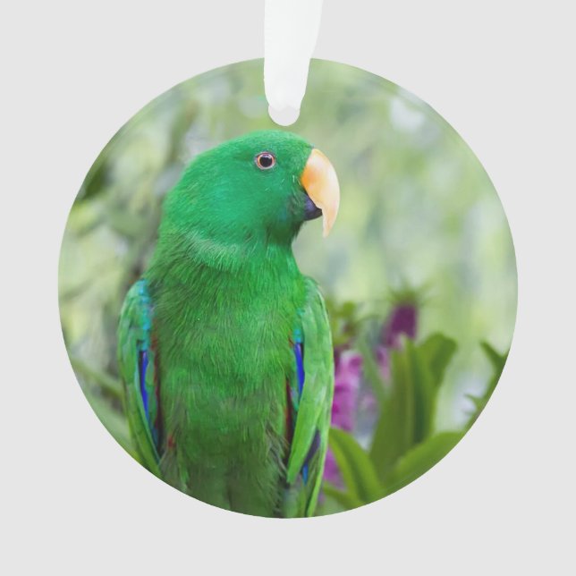 Adorno Eclectus Parrot Male (Anverso)