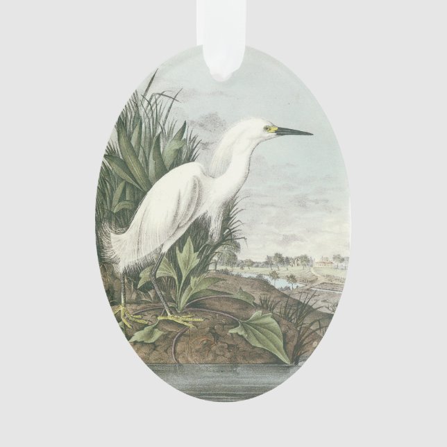 Adorno Egret nevado por Audubon (Anverso)