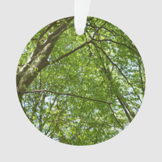 Adorno El dosel de la primavera deja la naturaleza verde