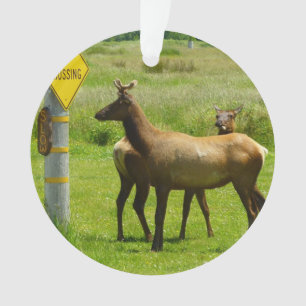 Adorno Elk Crossing California Wildlife Photography