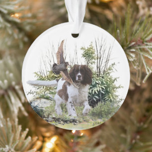 Adorno English Springer Spaniel