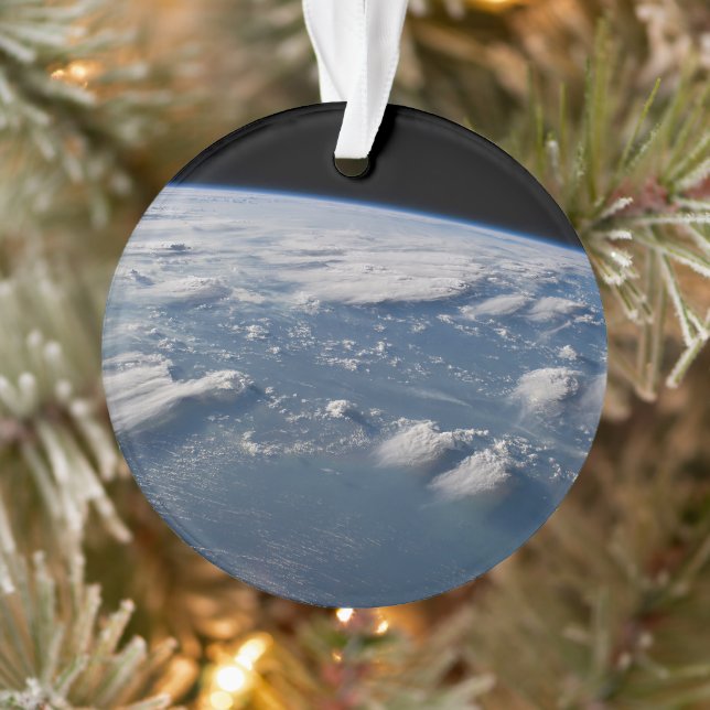 Adorno Espandas De La Tierra En El Sur De Borneo. (Árbol)