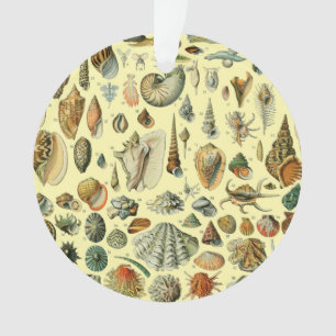 Adorno Estampa vintage de conchas de Adolphe Millot Coste