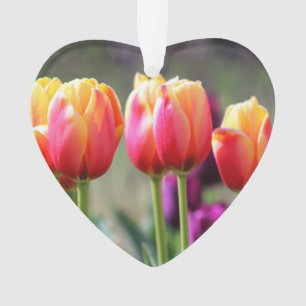 Adorno Faln Tulips Aflame