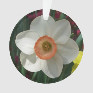 Adorno Flor de primavera rosada de Daffodil
