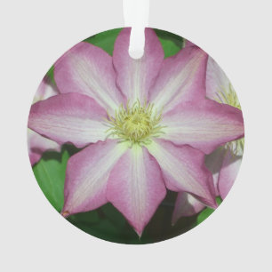 Adorno Flor Primaria Clematis rosa y blanca