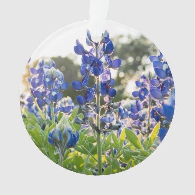 Adorno Flores azules de Bluebonnets Texas Texan Lupine (Anverso)