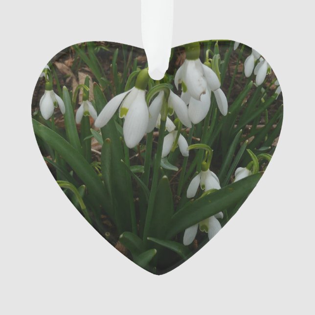 Adorno Flores de Primavera Blanca (Galanthus) (Anverso)