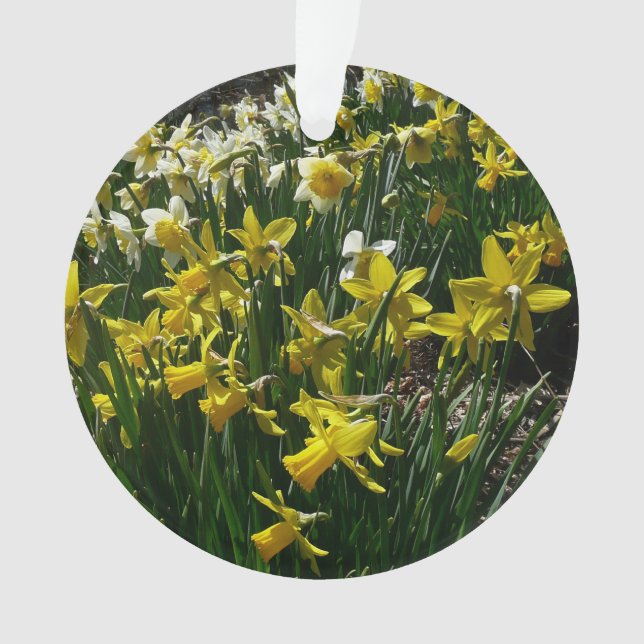 Adorno Flores de primavera de los Daffodils amarillos y b (Anverso)