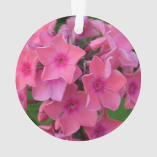 Adorno Flores del Phlox de las rosas fuertes