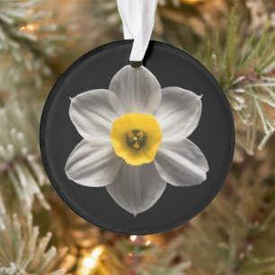 Adorno Flowers   White Daffodil Flower