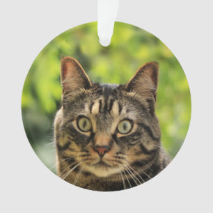 Adorno Foto de gato atigrado marrón personalizada
